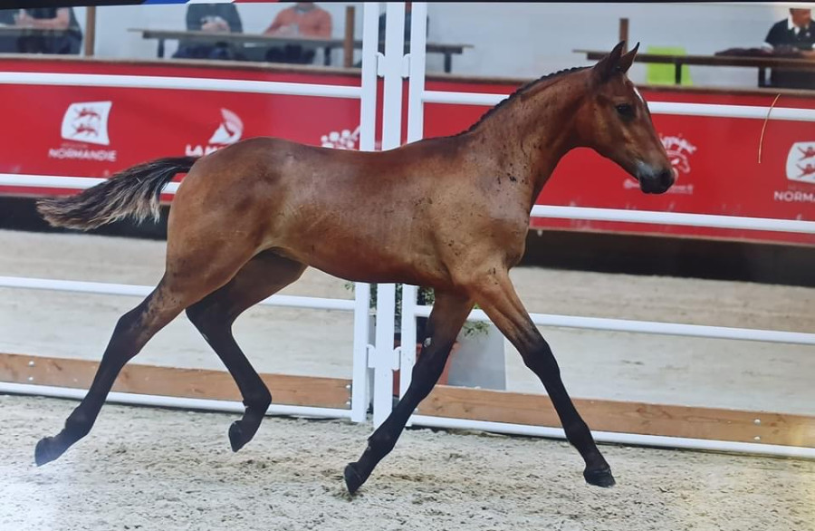 Vente de cheval : MAAYAN GRADILIS 