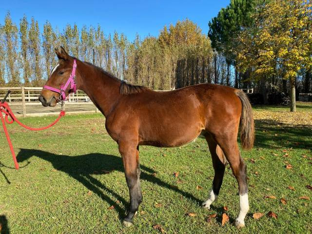 Vente de cheval : MIO GRADILIS