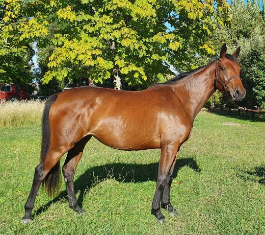 Vente de cheval : KINSEI DU CAIRES