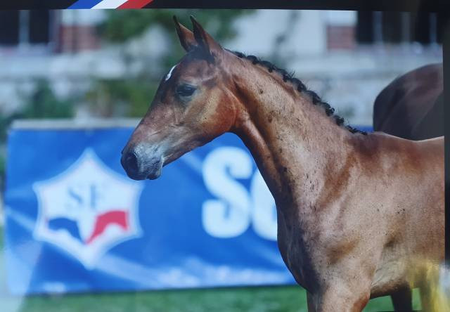 Vente de cheval : MAAYAN GRADILIS 