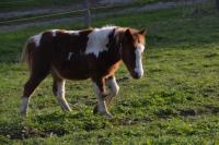 Vente de poney