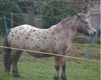 Vente de poney
