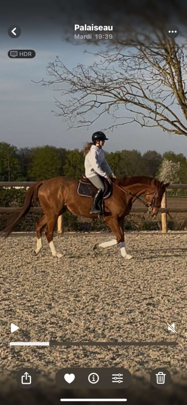 Vente de cheval : Gold 
