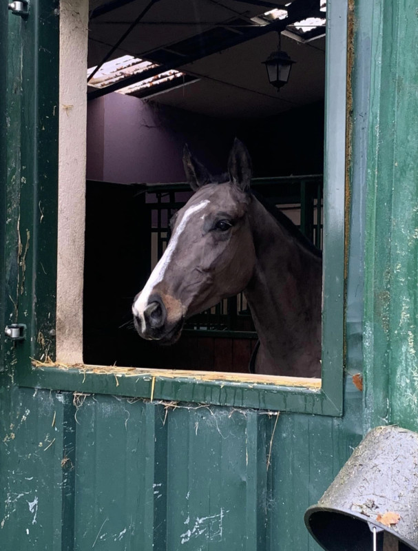 Vente de cheval : Ice 