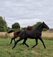 Vente de cheval : Quidamaro Du Grezil Z 