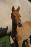 Vente de cheval : Preciosa del Corazn 