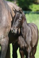 Vente de cheval : Poesia del Corazón 