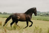 Vente de cheval : Preciosa del Corazn 