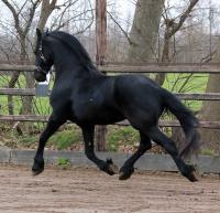 Vente de cheval : Douwe