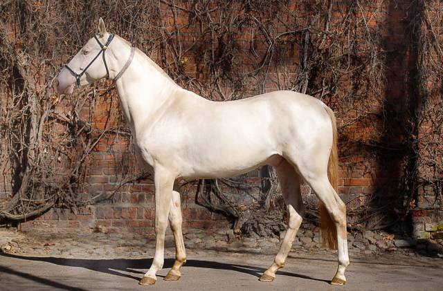 Vente de cheval : ALIFAT