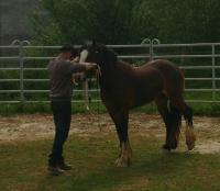 Vente de cheval : Educateur et comportementalist