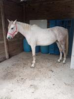 Vente de cheval : Hector 