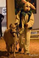 Vente de cheval : SMS French Lover 