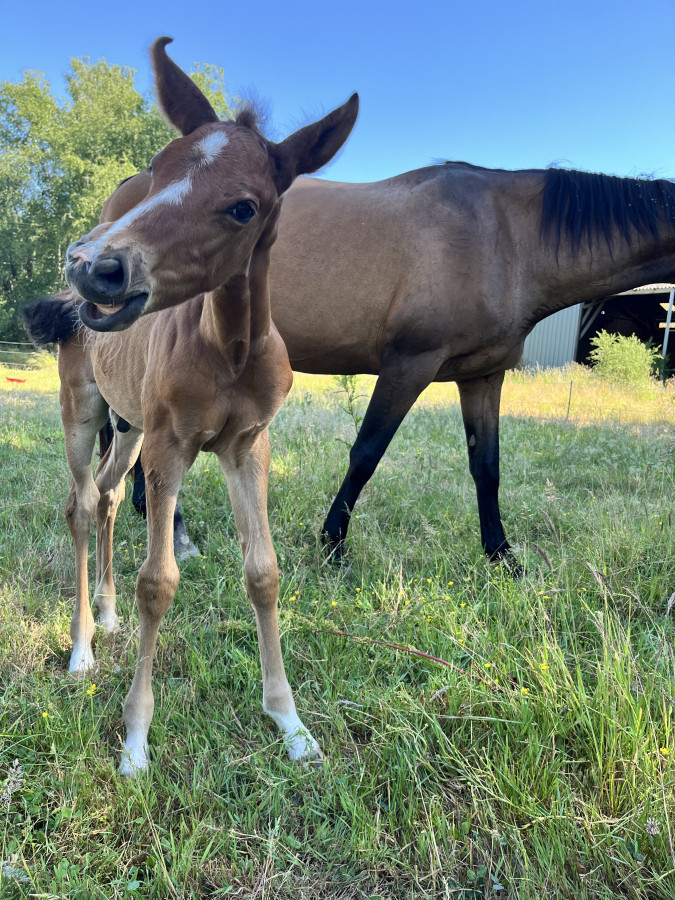 Vente de cheval : Pandore HDLH