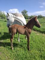 Vente de poney