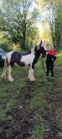 Vente de cheval : Mokona