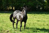 Vente de cheval : Helios