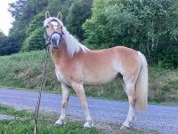 Vente de cheval : Rve de L'Espaud