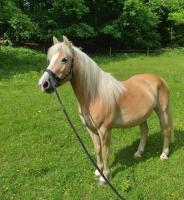 Vente de cheval : Dance de L spaud