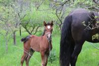 Vente de cheval : NAVAJO DU BANCEL