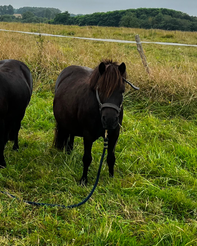 Vente de poney