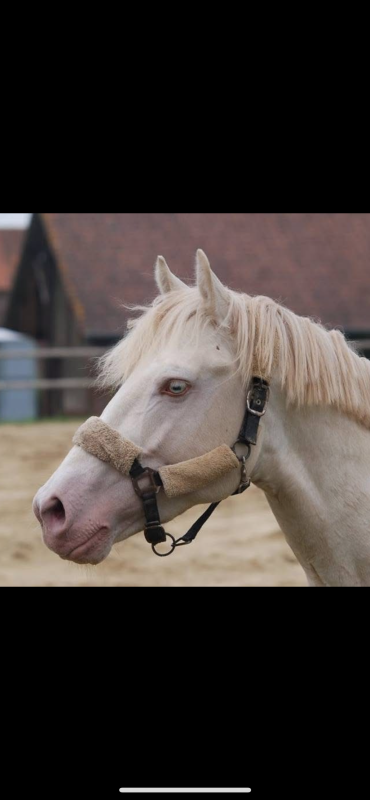 Vente de poney