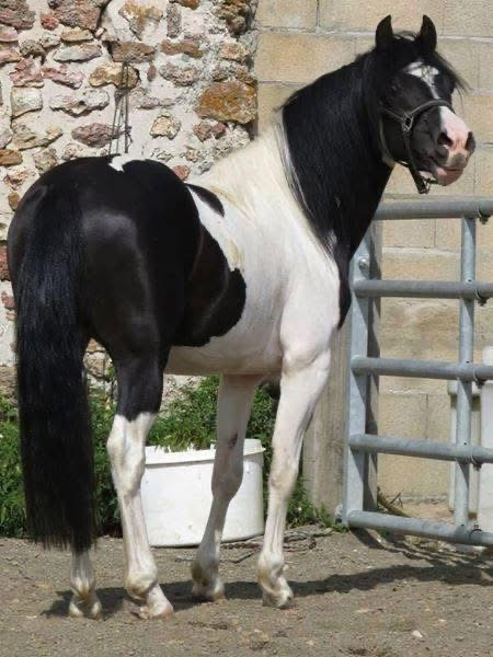 Vente de poney