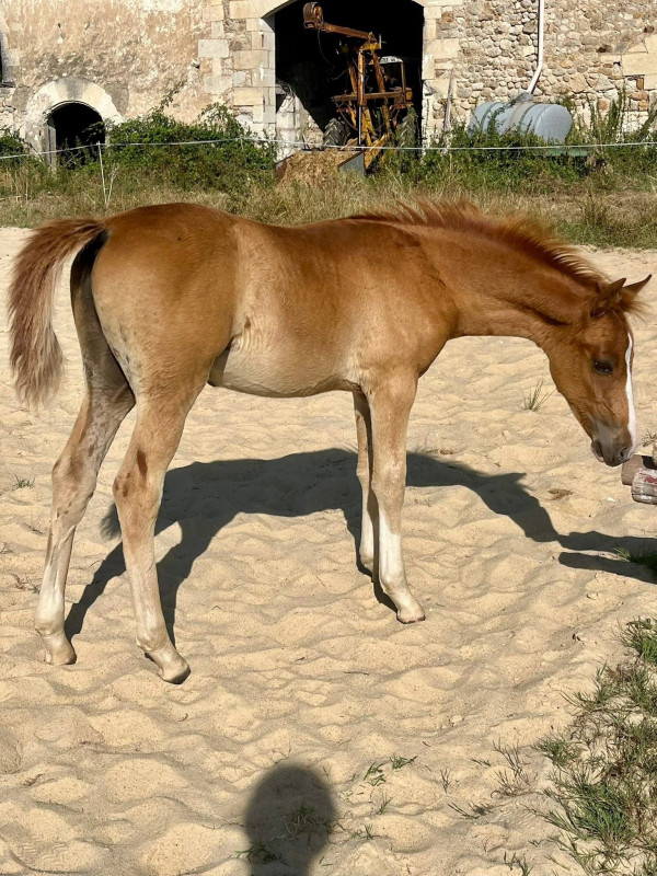 Vente de poney