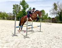 Vente de cheval : KUEDO DE ROQUELINE