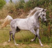 Vente de cheval : Palateon