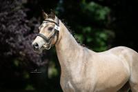 Vente de poney