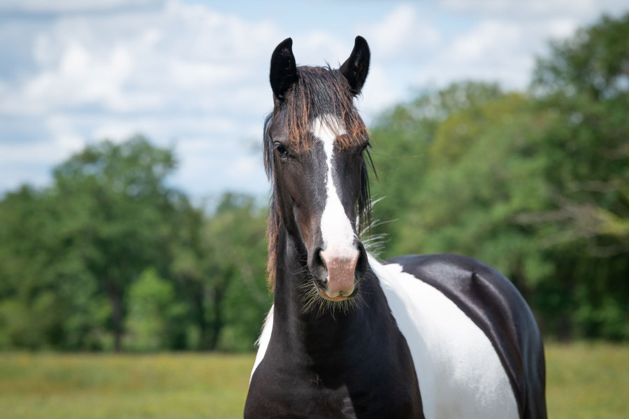 Vente de cheval : Lente V Hoeve't Raamzicht