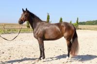 Vente de cheval : Eternity