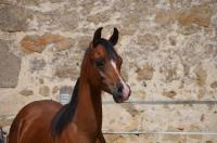 Vente de cheval : Bouraq