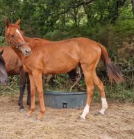 Vente de cheval : Navanya talisker