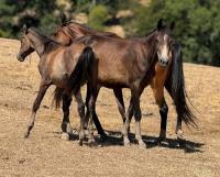 Vente de cheval : Yearling/foal