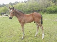 Vente de poney