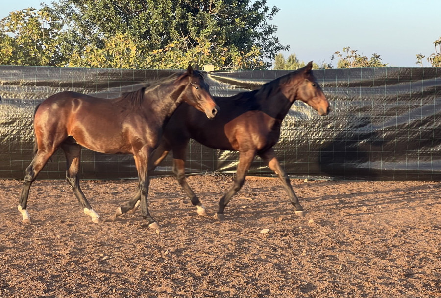 Vente de cheval : Astrolab gold
