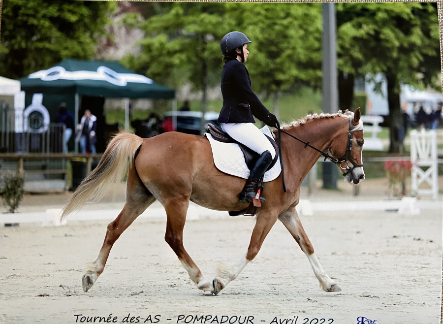 Vente de cheval : Dolby 