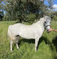 Vente de cheval : Havane