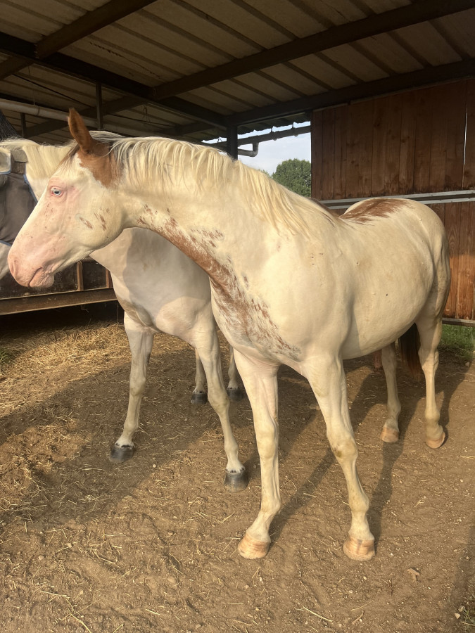 Vente de cheval : O?tentik de Chayo 