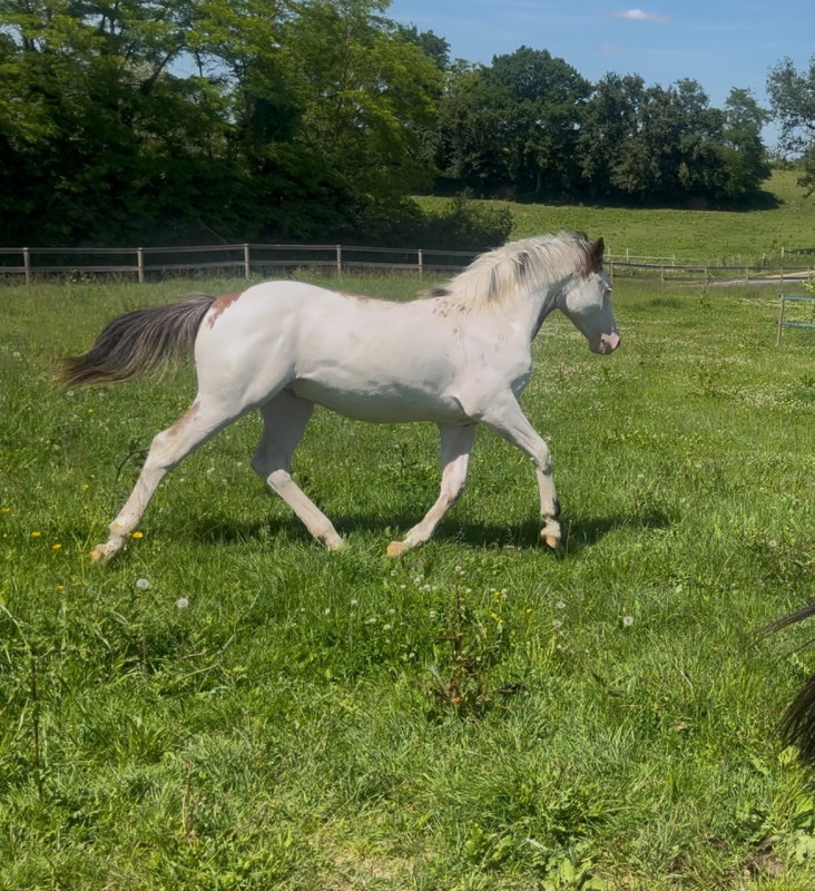 Vente de cheval : O tentik de Chayo 