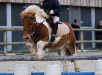 Vente de poney