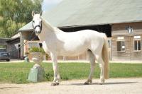 Vente de poney