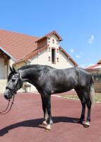 Vente de cheval : Piao De Arrochela