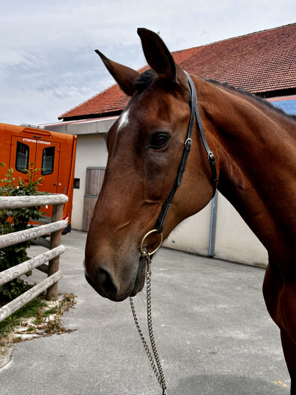 Vente de cheval : Concorde de Manaurer