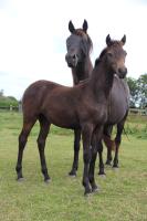 Vente de poney