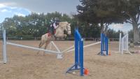 Vente de cheval : Limao