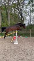 Vente de cheval : Daddy cool 