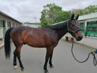Vente de cheval : Daddy cool